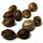 Семена марихуаны АК-47  (Seeds AK-47) в Новоуральске